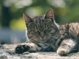 Portrait of a cute tabby cat lying outside on a rock
