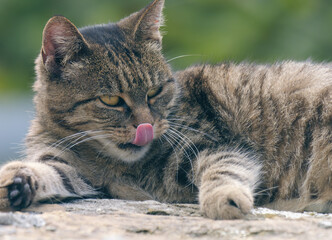 Portrait of a cute tabby cat lying outside on the stone