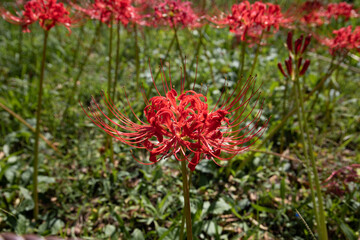 Red spider lilies in Tokyo, Japan