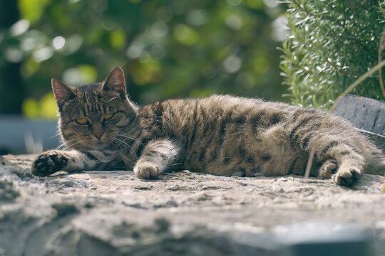 Close-up photo of a cute tabby cat lying outside on the stone