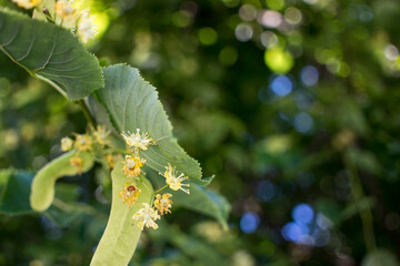 Tilia, linden tree, basswood or lime tree with unblown blossom. Tilia tree is going to bloom. A bee gathers lime-colored honey