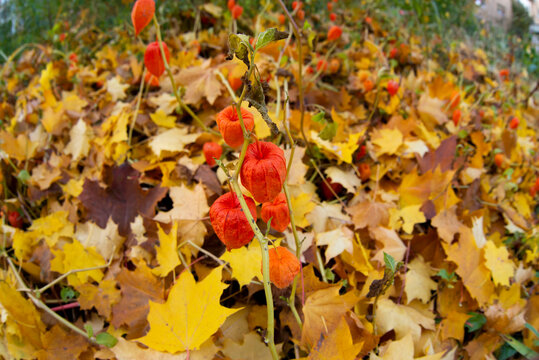 autumn landscape with fesalis and fallen leaves