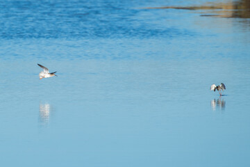 birds in the water