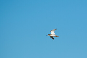 seagull in flight