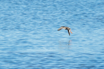 seagull in flight