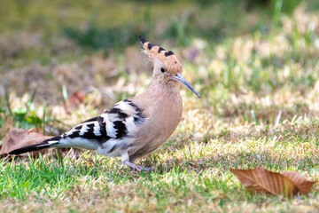 hoopoe in the grass