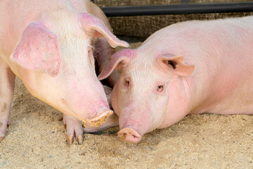 Two large pigs in a barn close-up
