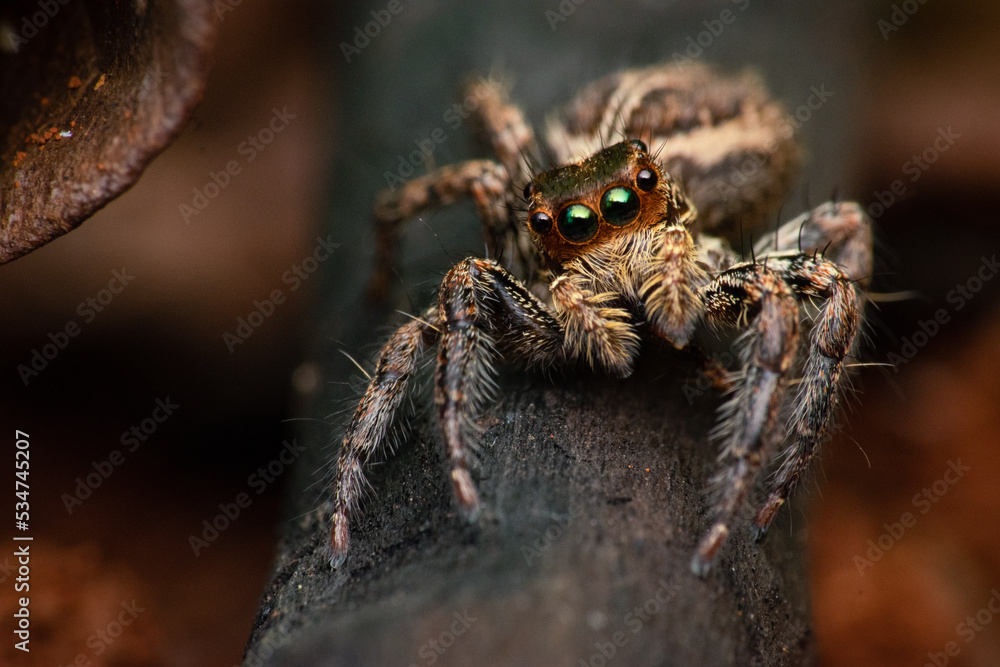 Wall mural close up of brown jumping spider asilidae standing on a branch while glancing with bokeh background 