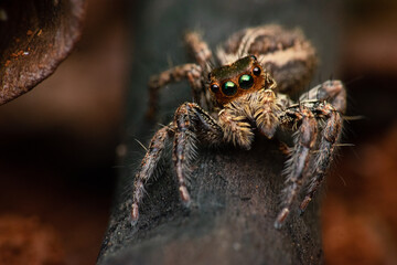 close up of brown jumping spider asilidae standing on a branch while glancing with bokeh background and shallow depth of field