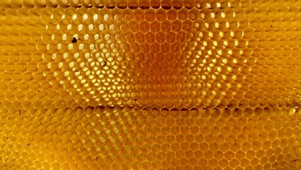 textura de panal de miel natural sin abejas