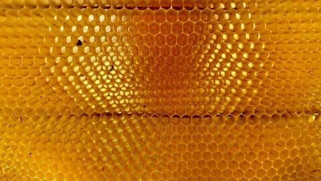 textura de panal de miel natural sin abejas