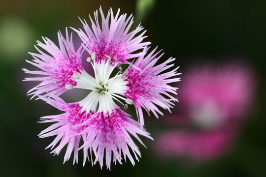 大和撫子 Images Browse 805 Stock Photos Vectors And Video Adobe Stock