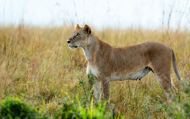 Lioness