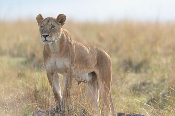 Lioness