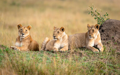Lioness