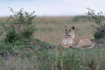 Lioness