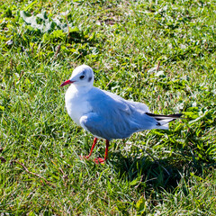 gaviota de patas rojas posada sobre hierba verde