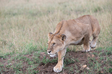 Lioness