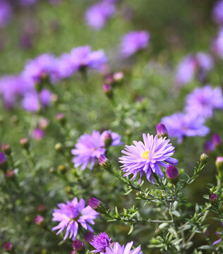Beautiful close-up of aster amellus