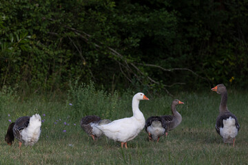 oie, oiseau