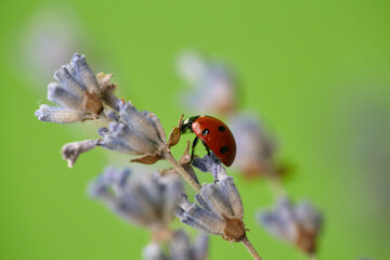 Closeup of a ladybug on a lavender flower. Lavender flower and ladybug on green background.