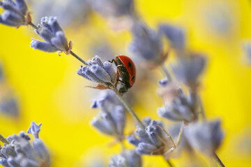 Seven spot ladybird in a branch of blooming lavender. Lavender flower and ladybug on yellow background.