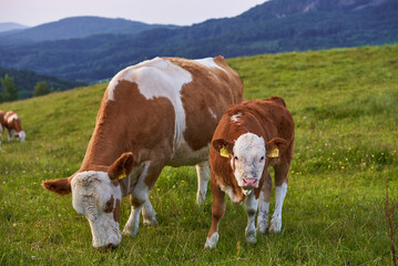 Kühe grasen auf ihrer Weide in idyllischer Landschaft. 