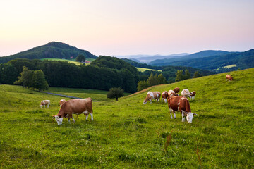 Fototapeta na wymiar Kühe grasen auf ihrer Weide in idyllischer Landschaft. 