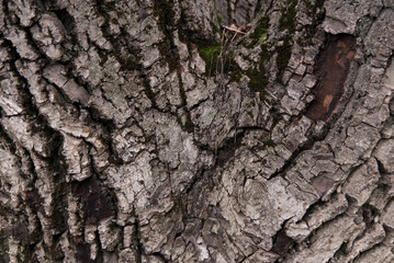 Old walnut bark close-up, beautiful wooden texture, wooden background, focus in the center of texture