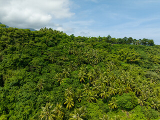 Fototapeta na wymiar Top down view of the tropical forest jungle
