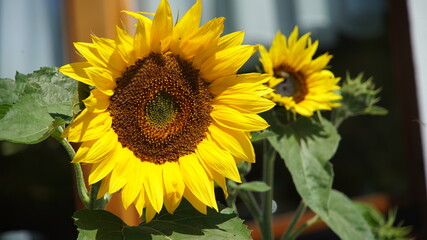 Obraz premium Sonnenblumen im Garten