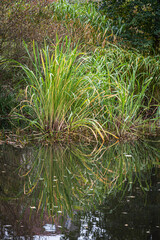 Water reeds reflecting in a water pond in the city, Belgium