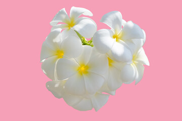 White flower, Close up petal of white Plumeria flower or white flower isolated use for web design and white flower background