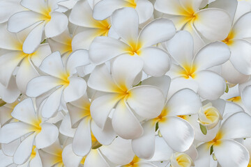 White flower, Close up petal of white Plumeria flower or white flower image use for web design and white flower background