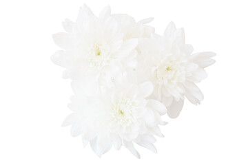 Blurry white flower, Close up petal of white Chrysanthemum flower or three white flower isolated use for web design and flower background