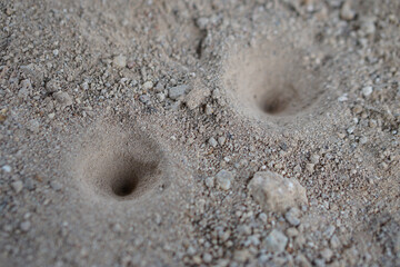 Closeup holes on soil ground. Holes of small insects, Ant lion's larva on the ground. Animal traps 