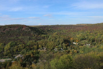 Autumn forest in yellow and green. A path in the thicket. The road is strewn with yellow leaves. Big pine trees. Nice weather in the forest