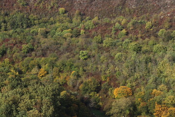 Autumn forest in yellow and green. A path in the thicket. The road is strewn with yellow leaves. Big pine trees. Nice weather in the forest