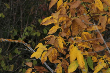 Autumn forest in yellow and green. A path in the thicket. The road is strewn with yellow leaves. Big pine trees. Nice weather in the forest