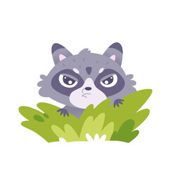 Cute angry raccoon sitting in green bushes, funny racoon hiding in summer grass meadow