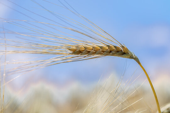 Kornähre Bilder Durchsuchen 378,116 Archivfotos, und