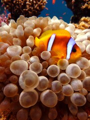 fish in aquarium