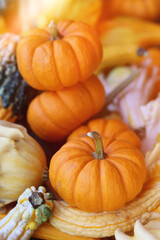 Beautiful pumpkin background. American pumpkins in autumn. Halloween and autumn background.
