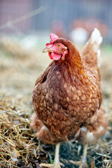 Ein glückliches Huhn auf einem Bauernhof.
