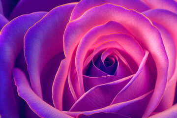 3d illustration on pink rose ,Essential oil extraction concept
