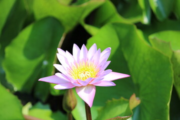Obraz premium pink lotus flower