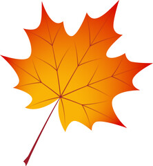 Autumn maple leaf