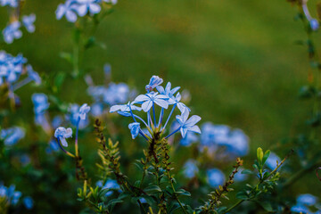 ciano flower in the garden 
