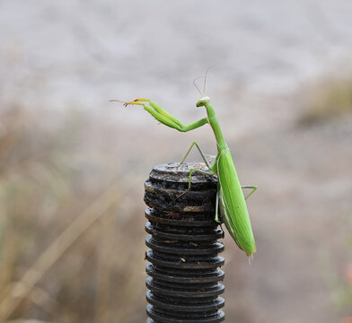 The mantis is sitting on a piece of iron