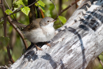 Whitethroat